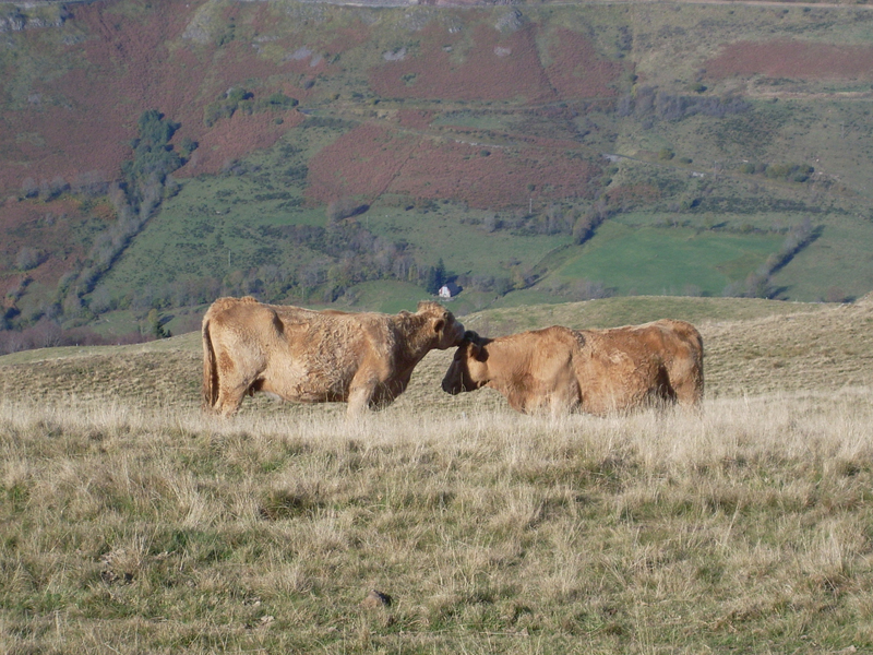 Cantal_008.JPG