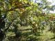 Dimanche 17 octobre 2021 de 12h30 à 17h : pique-nique zéro déchet et un après-midi récolte de fruits d’automne Dimanche 17 octobre 2021 de 12h30 à 17h : pique-nique zéro déchet et un après-midi récolte de fruits d’automne