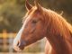 Mardi 26 Octobre : Sortie Famille « A la découverte du cheval »
